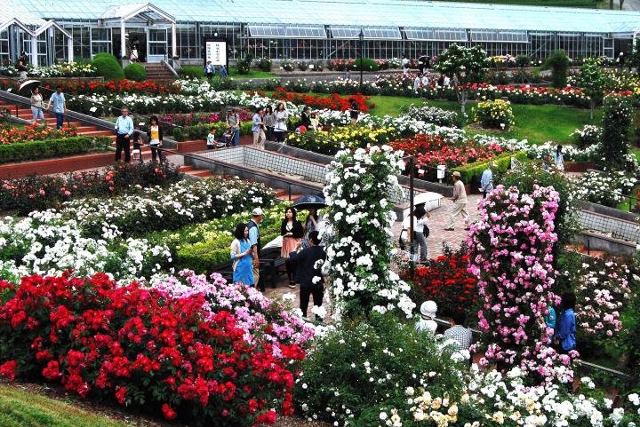 🌹 시마다시 장미 언덕 공원(시마다시바라노오카코엔) 이미지 10